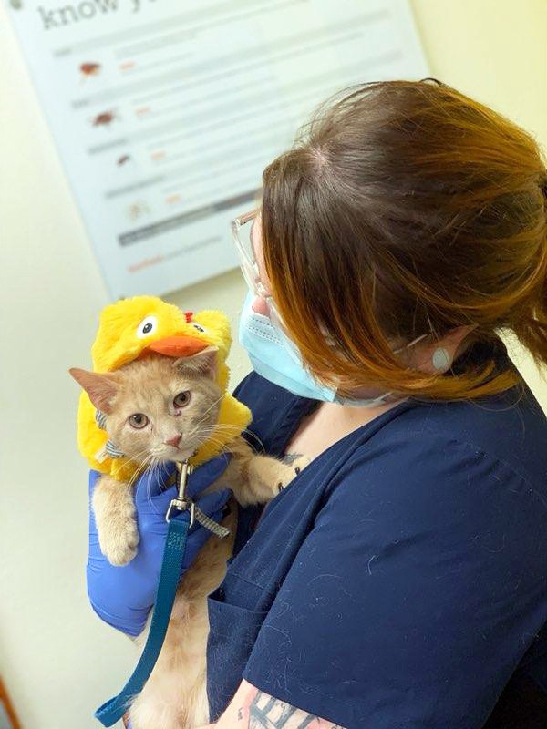 A female Banfield Associate holding a cat